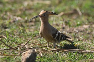 A Eurasian hoopoe looking for grubs at a field in the Nagaon district of Assam, India