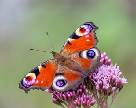 A close-up of red butterfly on purple flower.