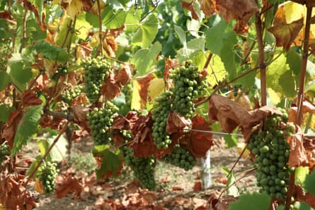 Grapes hang on vines in a drought-affected Muscadet vineyard in Saint-Fiacre-sur-Maine near Nantes.