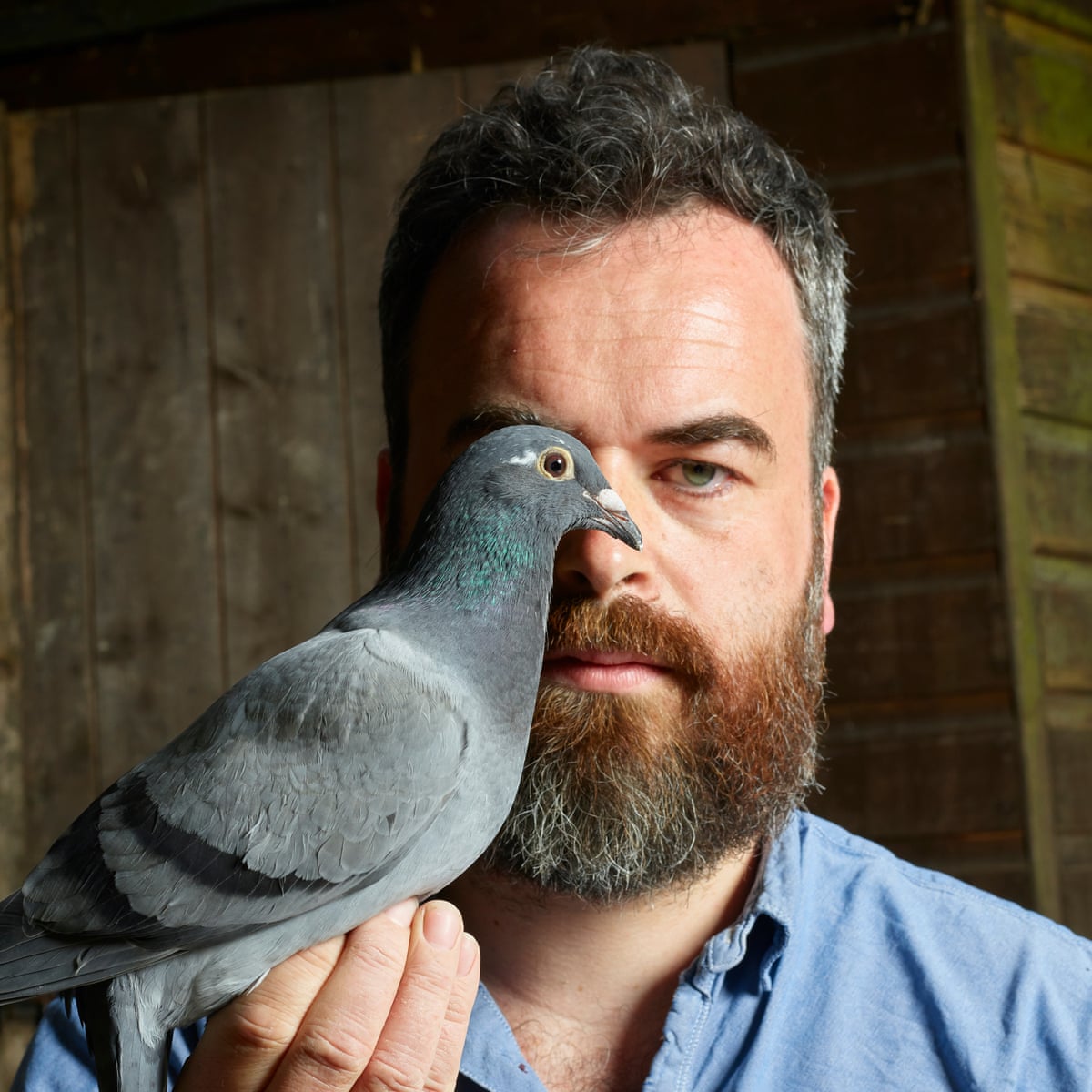 Home To Roost My Life As A Pigeon Fancier Birds The Guardian Home To Roost My Life As A Pigeon Fancier Birds The Guardian