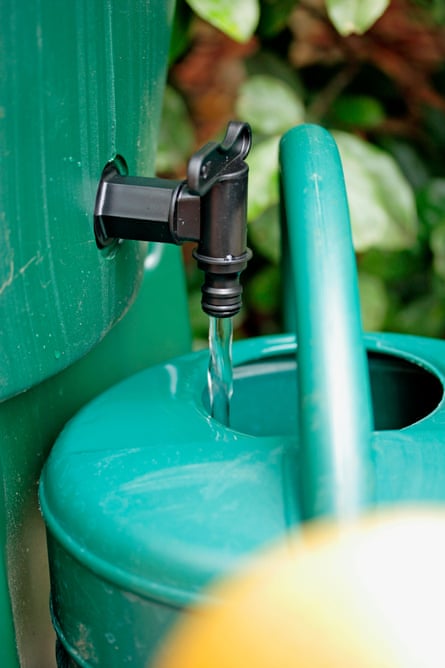 A water butt filling a watering can