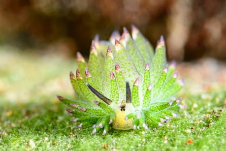 A bright green leaf sheep