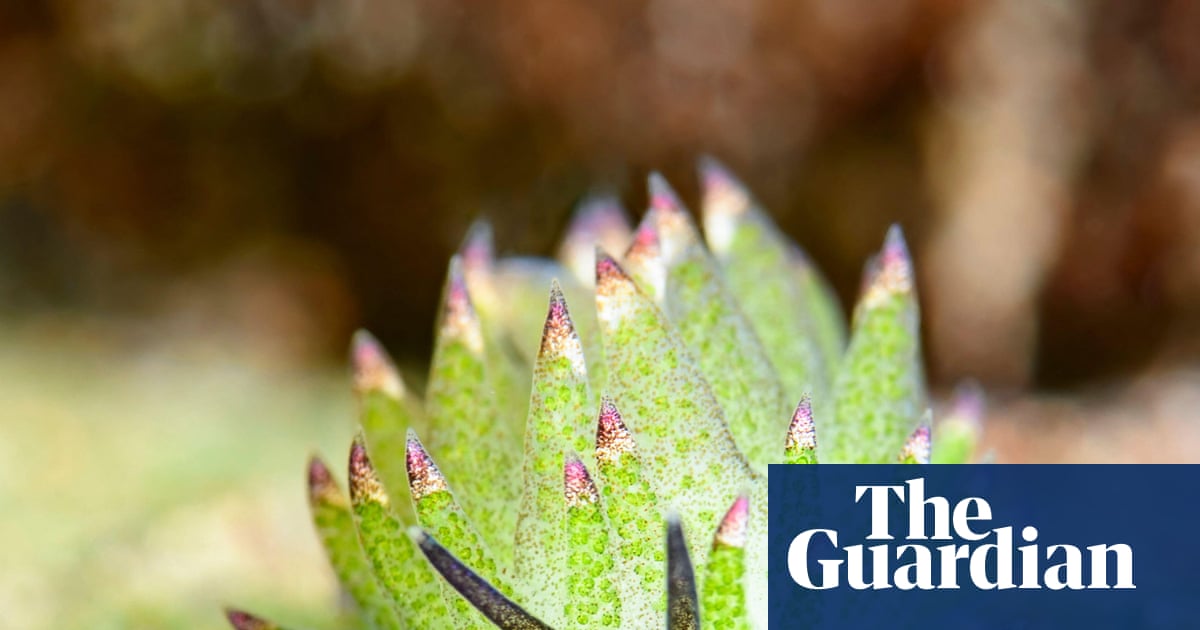 The mindblowing invertebrates you have never heard of – video