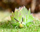 The mindblowing invertebrates you have never heard of – video The mindblowing invertebrates you have never heard of – video