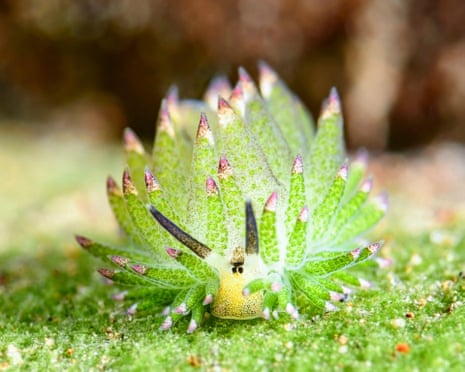A leaf sheep