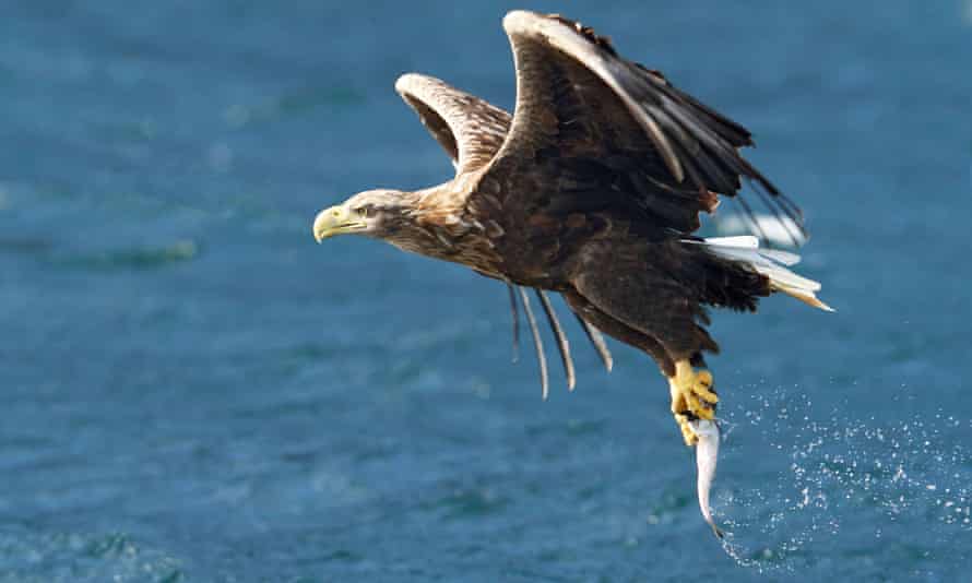 Sea eagle catching fish
