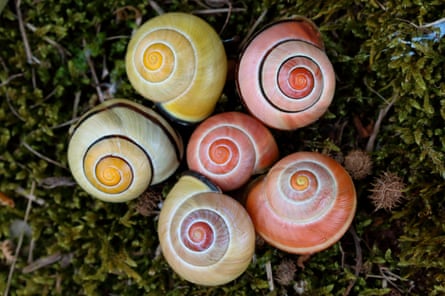 Six snails with pale green-yellow and orange-pink shells
