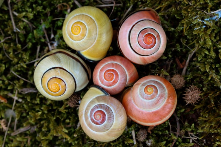 Shrinking trees and tuskless elephants: the strange ways species are adapting to humans Grove snails in Dutch cities were found to have adapted to hotter weather by evolving to have paler shells.Photograph: Biosphoto/Alamy