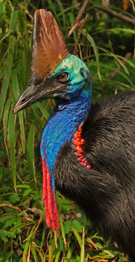 The flightless cassowary is one of the world’s largest and heaviest birds.