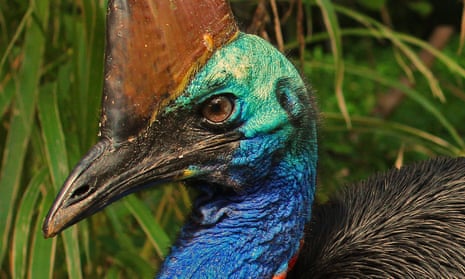 Headshot of a cassowary