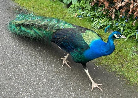 peacock