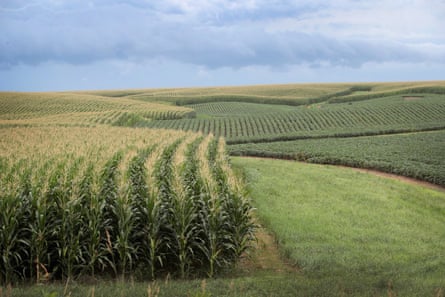 Corn and soybeans grow on a farm near Tipton, Iowa.