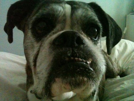 Lily, Michele Hanson’s old boxer, whose jaw jutted out som much that its teeth didn’t meet
