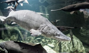 Beluga in an aquarium.