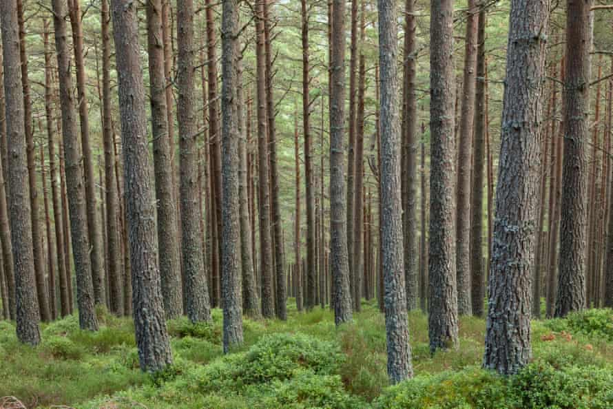 Regimented formation in a Scots pine commercial plantation, Glenmore.