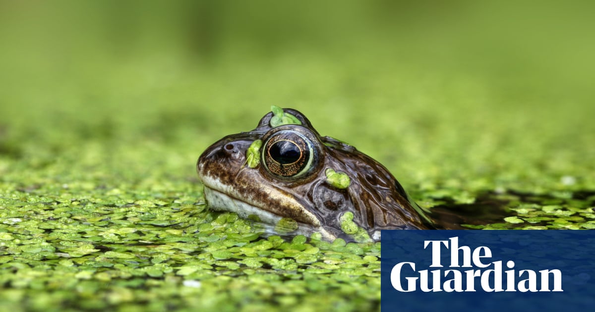 The Elephant in the Room by Liz Kalaugher review how we make animals sick