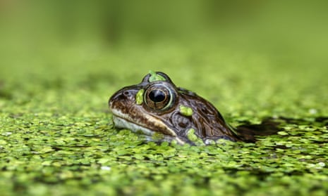 A frog in duckweed.