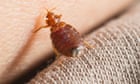 What’s really going on with Paris’s bedbug crisis? – podcast
