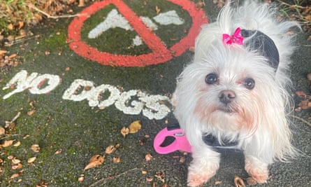 Penny Ward’s dog, Bow.