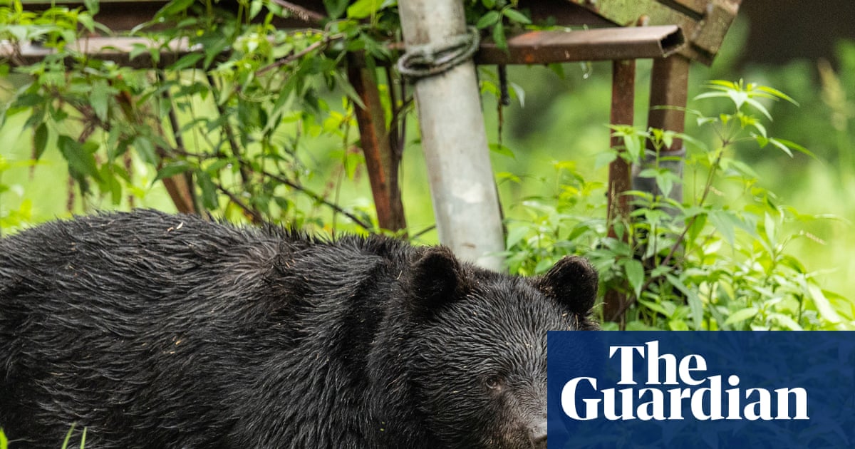 Japan killed 14,000 bears after a rise in deadly attacks on people – but will it work?