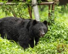 Japan killed 14,000 bears after a rise in deadly attacks on people – but will it work?