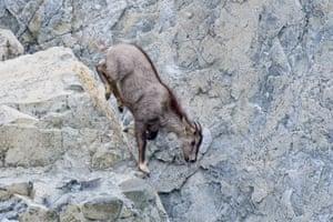 A long-tailed goral at the Sikhote-Alin nature reserve.