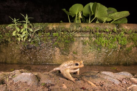 The spiny common toad (Bufo spinosus)