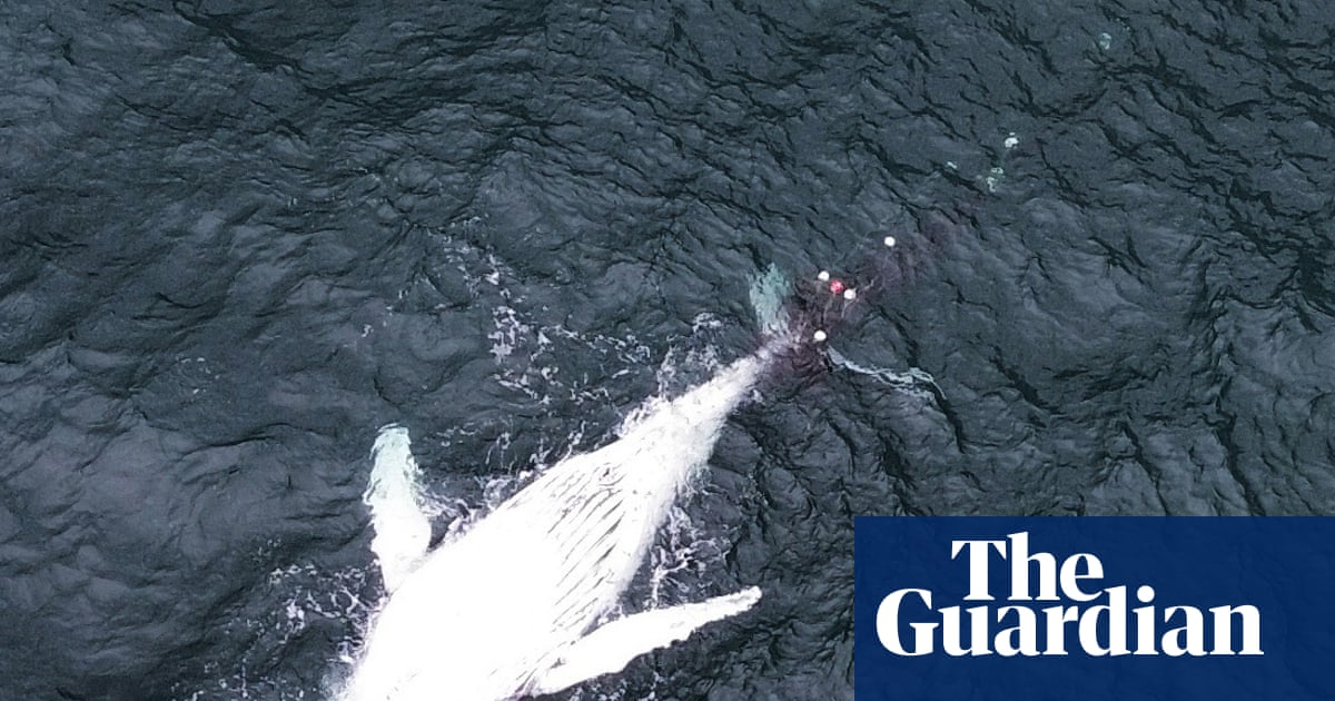 Humpback whale calf dies off NSW coast while entangled in shark net