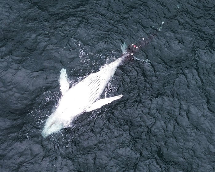 Humpback whale calf dies off NSW coast while entangled in shark net