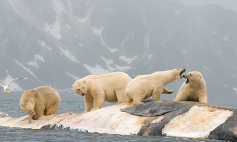 Polar bears fight over a whale carcass in Svalbard, Norway. the country’s sovereign wealth has become increasingly concerned about the impact of its investments on the environment. 