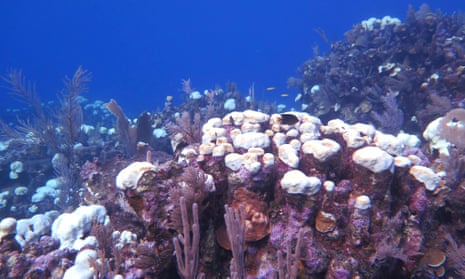 Bleached coral reefs in Honduras.