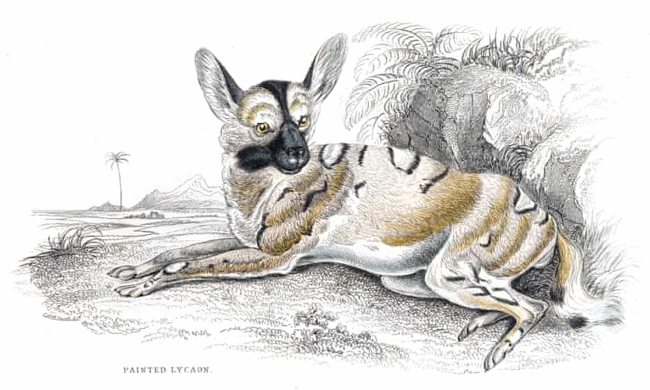 The African painted dog does not look much like this William Jardine engraving from 1840, but it does have very large ears. 