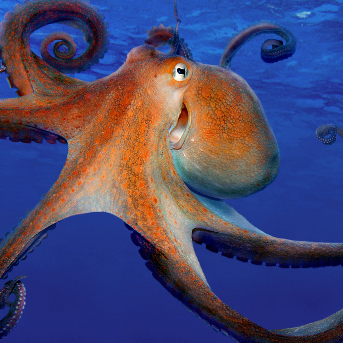 Octopus Farming Is Unethical And A Threat To The Food Chain Marine Life The Guardian