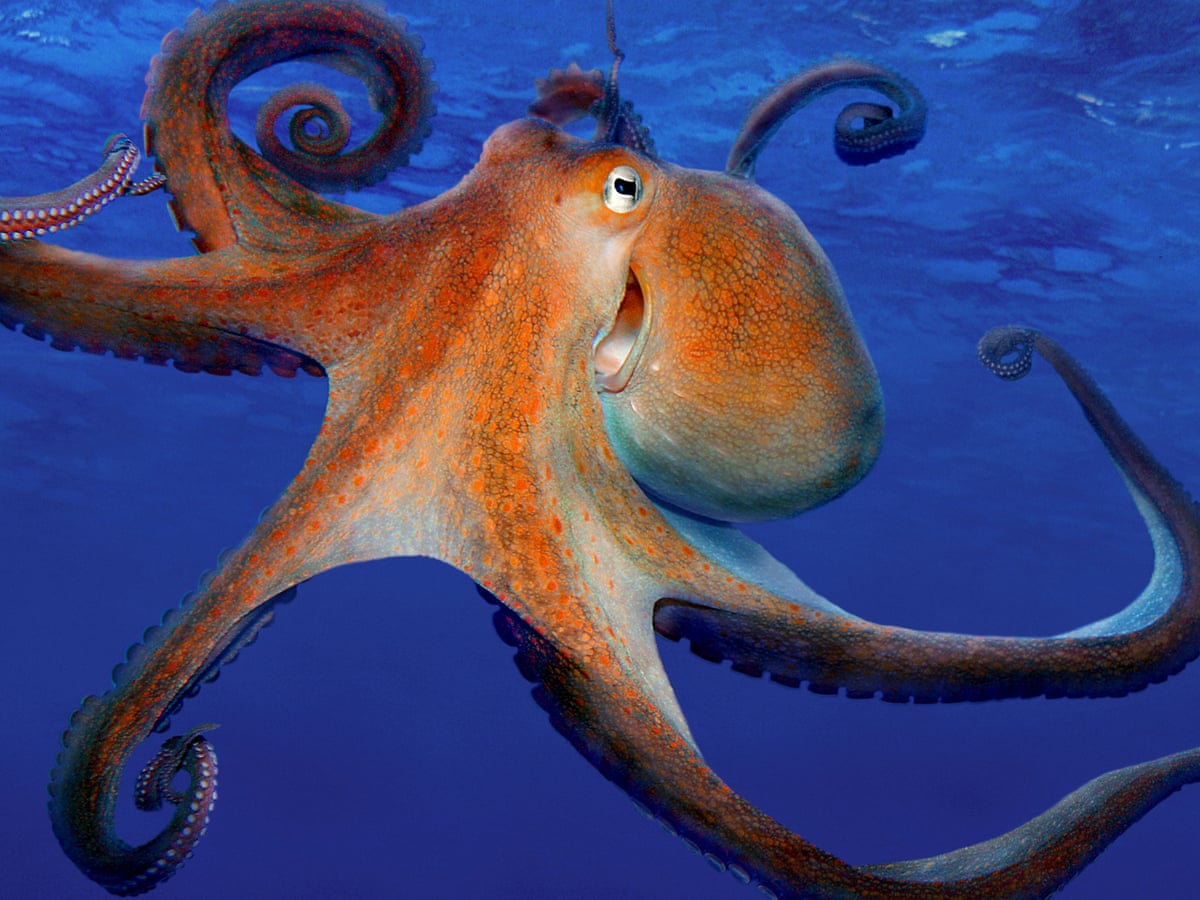 Octopus farming is 'unethical and a threat to the food chain ...