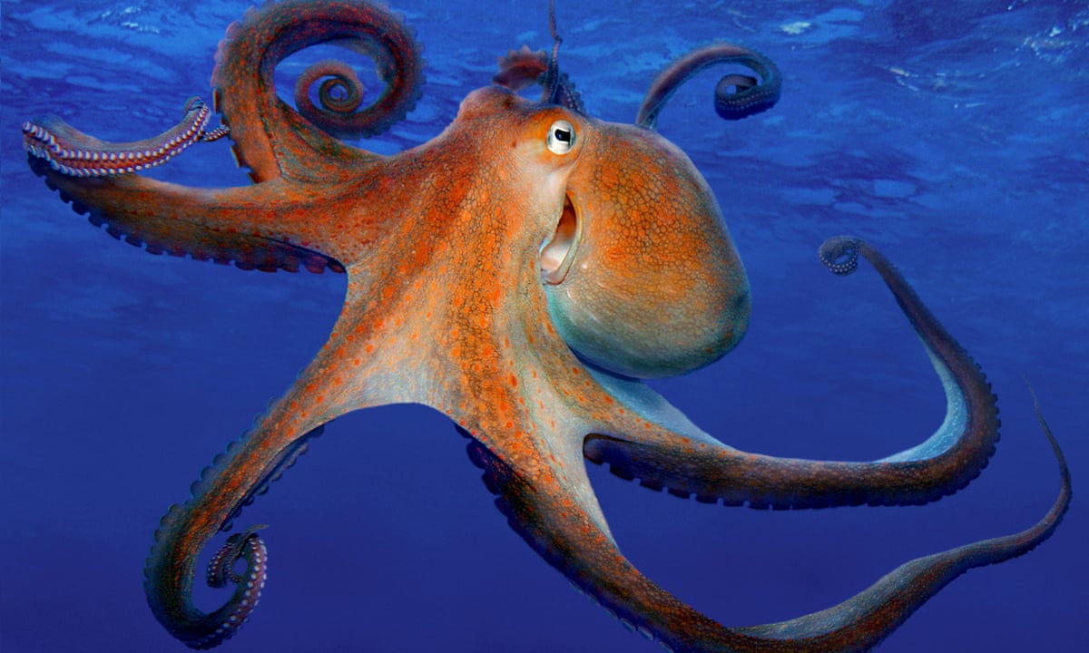 Octopus farming is 'unethical and a threat to the food chain ...