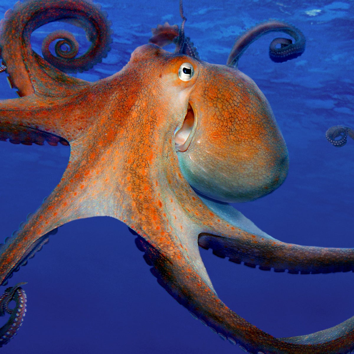 Octopuses from space, and other definitely accurate stories ...