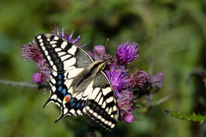 The British swallowtail is almost never seen far from the Norfolk Broads.