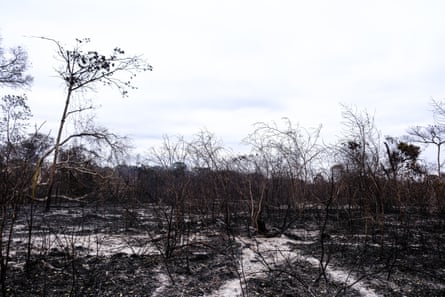 Burned trees and blackened ground. 