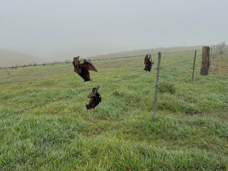 Flying foxes caught on barbed wire fence