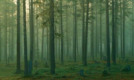 A managed forest near Jokkmokk, Sweden. 