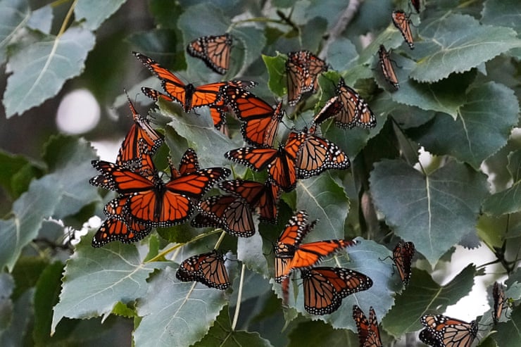 Monarch butterflies to be added to threatened species list in the US Monarch butterflies to be added to threatened species list in the US