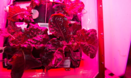 A crop of ‘Outredgeous’ red romaine lettuce grown in the Veggie planting system on the International Space Station.