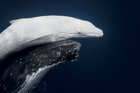White humpback calf in Vava’u, Tonga