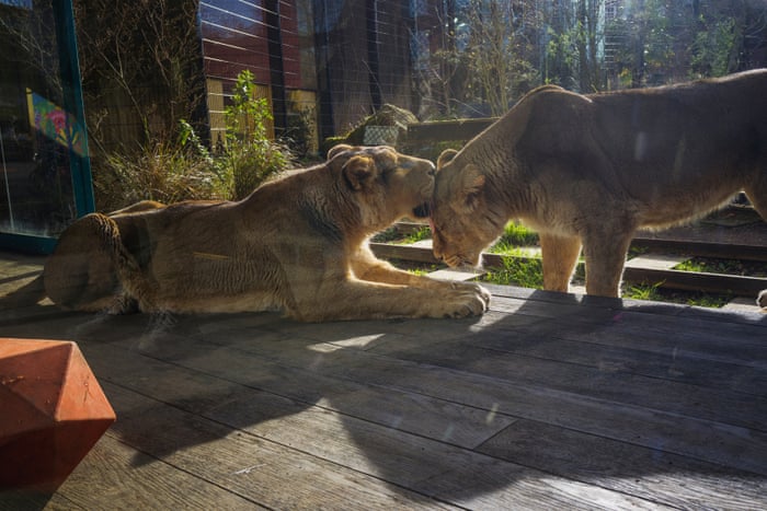 London's zoos in lockdown - photo essay | Zoos | The Guardian