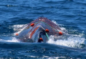 Mexican divers rescued a whale that had a fishing net entangled around its head, preventing it from feeding, in La Paz Bay, Baja California.