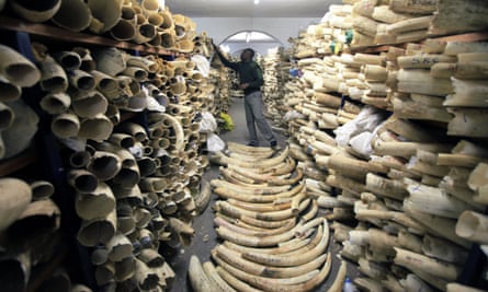 A Zimbabwe National Parks official inspects the country’s ivory stockpile in Harare.