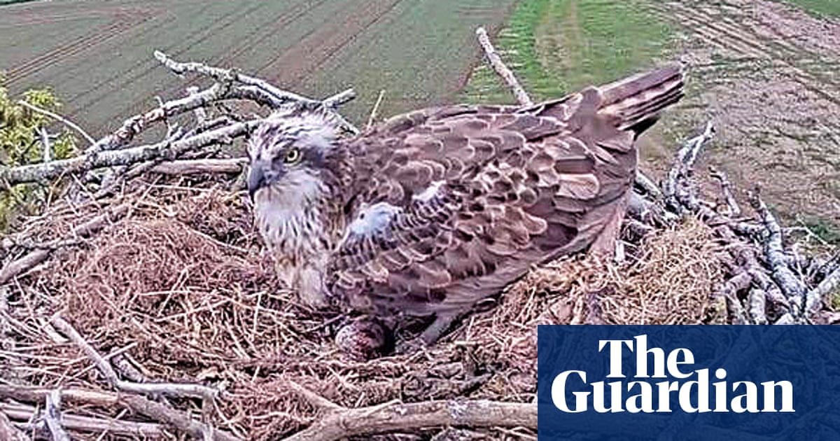 You get attached to them': nesting ospreys get villagers excited in Wales