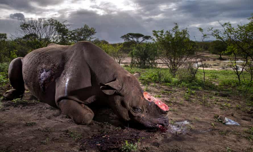 A dead black rhino bull