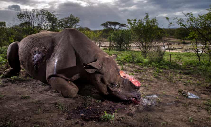 A Black Rhino bull illegally killed for its horns at Hluhluwe–Imfolozi Park, South Africa.