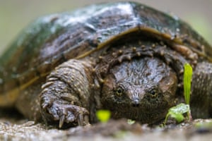 A common snapping turtle